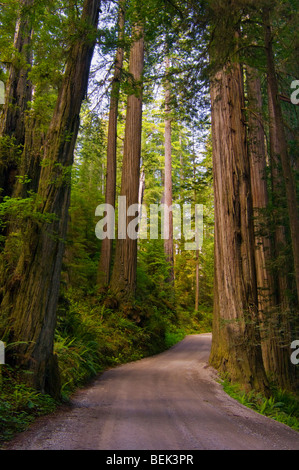 La luce del sole attraverso gli alberi di sequoia in foresta, Howland Hill Road, Jedediah Smith Redwoods State Park, California Foto Stock