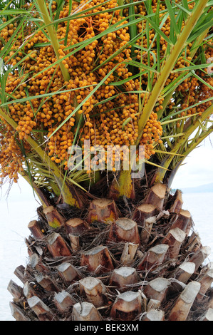 Frutto del Pindo Palm Arecaceae butia capitata Eretria Waterside Eubea Grecia Foto Stock