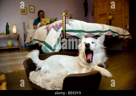 Donna lettura a letto e sleepy bianco cani Mongrel sbadigli prima di andare a dormire nel cestello nella camera da letto di casa Foto Stock