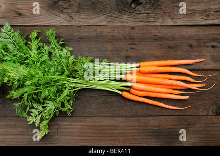 Appena raccolto certificata biologica mazzetto carote. Foto Stock