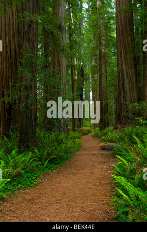 Sentiero attraverso la foresta a Stout Grove, Jedediah Smith Redwoods State Park, California Foto Stock