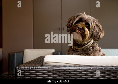 Tibetan Terrier cane seduto sul divano nel soggiorno Foto Stock