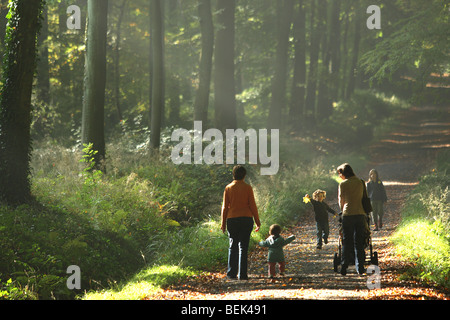 Passeggini a piedi nella foresta di faggio (Fagus sylvatica) in avenue al mattino, Brakel, Belgio Foto Stock