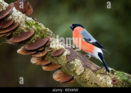 Comuni / Bullfinch Ciuffolotto (Pyrrhula pyrrhula) maschio appollaiato sul ramo in foresta Foto Stock