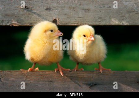 Due simpatici pulcini giallo (Gallus gallus domesticus) seduto sul recinto a fattoria di pollo a Pasqua Foto Stock