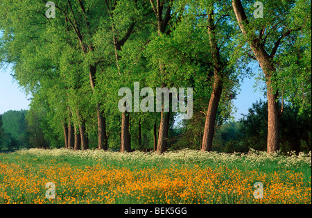 Pioppi e cow prezzemolo (Anthriscus sylvestris) fioritura lungo il prato con prato buttercup (Ranunculus acris) Foto Stock