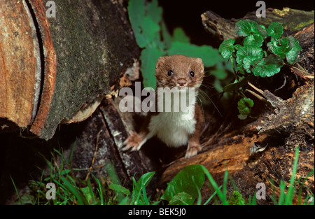 Almeno donnola (Mustela nivalis) la caccia nel bosco Foto Stock