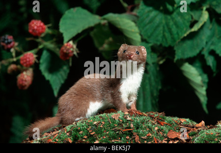 Almeno donnola (Mustela nivalis) la caccia nel bosco Foto Stock