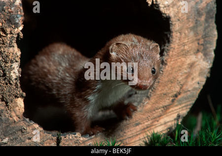 Almeno donnola (Mustela nivalis) la caccia nel bosco Foto Stock