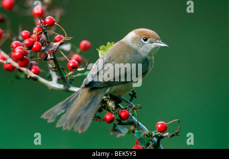 Eurasian Capinera (Sylvia atricapilla) femmina appollaiata in biancospino Foto Stock