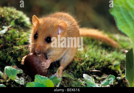 Moscardino / hazel ghiro (Muscardinus avellanarius) mangiando il dado nella foresta di notte Foto Stock