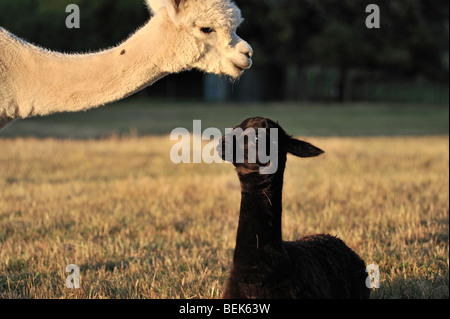 ALPACA vitello e madre, la Tasmania, Australia Foto Stock