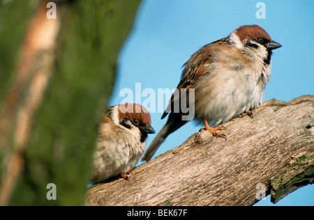 Due alberi eurasiatica passeri (Passer montanus) appollaiato sul ramo nella struttura ad albero Foto Stock