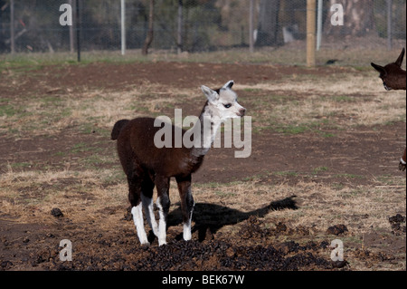 ALPACA di vitello, Tasmania, Australia Foto Stock