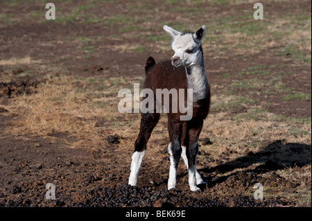 ALPACA di vitello, Tasmania, Australia Foto Stock