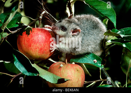 Moscardino commestibili / fat ghiro (Glis glis) mangiare apple nella struttura ad albero di notte nel frutteto, Francia Foto Stock