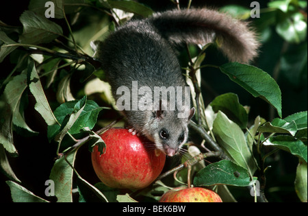 Moscardino commestibili / fat ghiro (Glis glis) mangiare apple nella struttura ad albero di notte nel frutteto, Francia Foto Stock