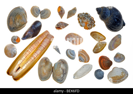 Radiati trogolo shell, Baltico tellin shell, cane reticolare buccino, Acorn barnacle, Buccino, collana shell, cozze, Atlantic ribaltarsi Foto Stock