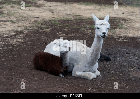 ALPACA vitello e madre, la Tasmania, Australia Foto Stock