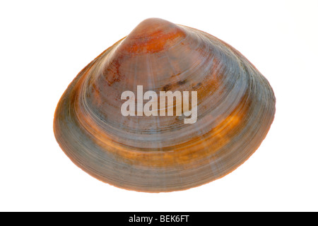 Radiati-trough shell (Mactra stultorum cinerea / Mactra corallina cinerea), Belgio Foto Stock
