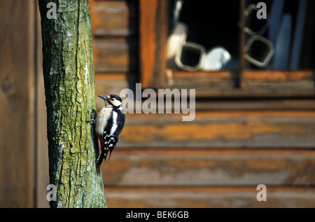 Picchio Rosso (Dendrocopos major) femmina in giardino, Belgio Foto Stock