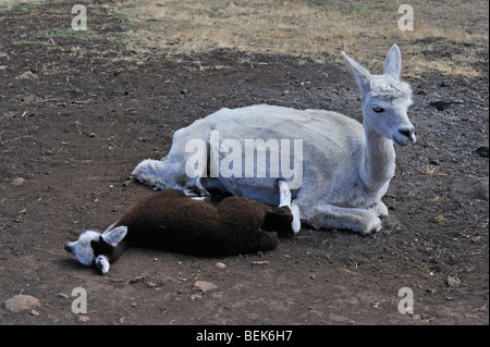 ALPACA vitello e madre, la Tasmania, Australia Foto Stock