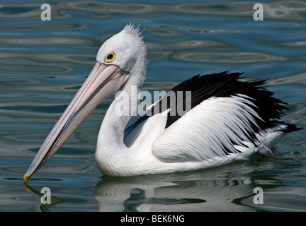 Un pellicano è un grande uccello di acqua con una custodia distintivo sotto il becco, appartenente alla famiglia degli uccelli Pelecanidae. Foto Stock