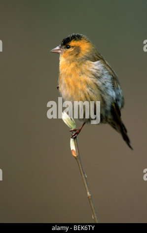 Europea (Lucherino Carduelis spinus) arroccato willow filiale a molla Foto Stock