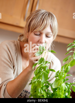 Donna di taglio pianta di basilico Foto Stock