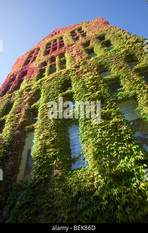 Vigneti in autunno su Beyer palazzo della vecchia del quadrangolo, l'Università di Manchester, Regno Unito Foto Stock