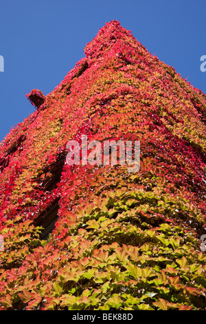 Vigneti in autunno su Beyer palazzo della vecchia del quadrangolo, l'Università di Manchester, Regno Unito Foto Stock