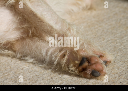 Livello basso, vista ravvicinata di gambe di Jack Russell posa sul tappeto Foto Stock