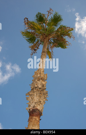 Alta palma contro un cielo blu con piccole bianche nuvole wispy Foto Stock