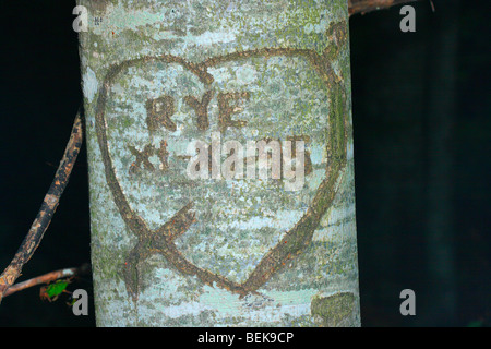 Graffiti incisi in faggio (Fagus sylvatica) abbaio con amore cuore Foto Stock