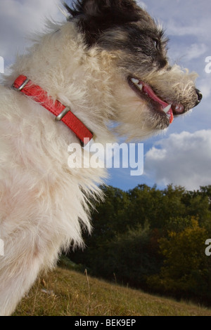 Basso livello di vista Jack Russell Terrier indossando un colletto rosso, guardando alla grande! Foto Stock