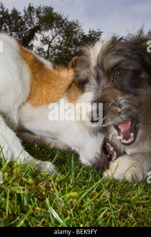 Basso livello vista di due Jack Russell Terrier giocare in giardino Foto Stock
