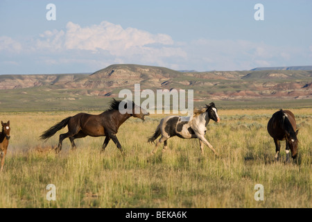 Cavallo animale McCullough picchi Mustang Wild US STATI UNITI D'AMERICA Foto Stock