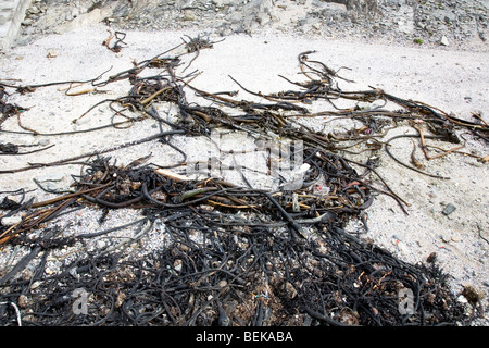 Le alghe sulla spiaggia Foto Stock