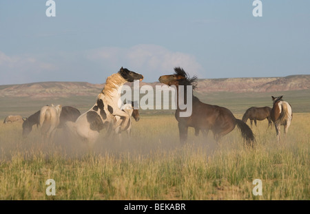 Cavallo animale McCullough picchi Mustang Wild US STATI UNITI D'AMERICA Foto Stock