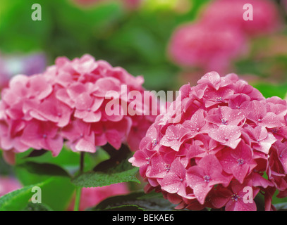 Rosa fiori di ortensie ricoperto di gocce di pioggia Foto Stock