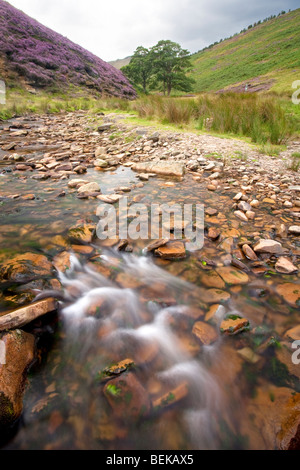 Fairbrook scappando da Kinder Scout da boschi valley e A57 Snake Road nel Parco Nazionale di Peak District. Foto Stock