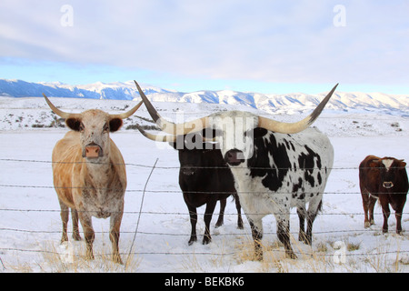 Longhorn il bestiame e le montagne nevose Foto Stock