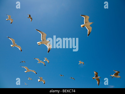 Gabbiani volare contro un cielo blu Foto Stock