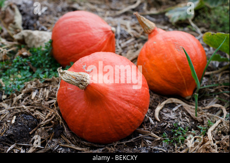 Un trio di golden hubbard squash a un organico di riparto giardino in Cambridgeshire Foto Stock