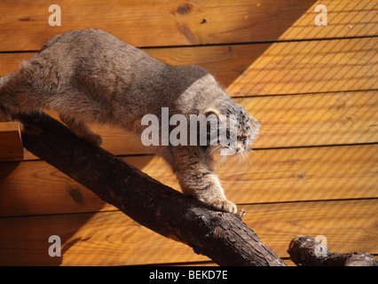 Gatto di Pallas Foto Stock