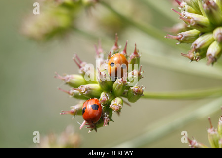 Due spot ladybird (Adalia bipunctata) a riposo sul seme head Foto Stock