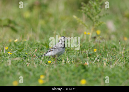 Pied wagtail (Motacilla alba) capretti caccia in pascoli Foto Stock