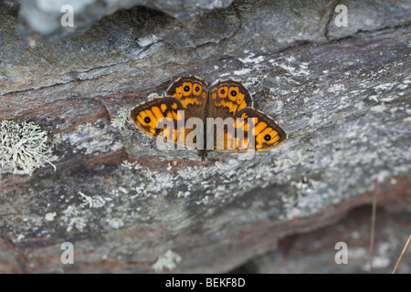 Parete farfalla marrone (Lasiommata megera) a riposo sul muro di pietra Foto Stock