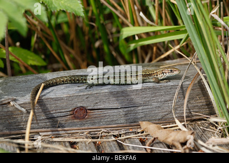 Lucertola comune (Lacerta vivipara) crogiolarsi sulla passeggiata a mare vista laterale Foto Stock