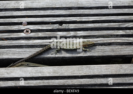 Lucertola comune (Lacerta vivipara) crogiolarsi sul Boardwalk Foto Stock